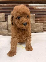 Mini boy, a male Miniature Goldendoodle for sale in Cullman, AL – 3 of 4