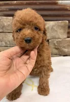 Mini boy, a male Miniature Goldendoodle for sale in Cullman, AL – 2 of 4