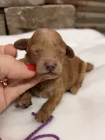 AKC Mini Poodle Purple Collar, a female Poodle - Miniature  for sale in Cullman, AL – 2 of 5