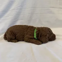 AKC Mini Boy, a male Poodle - Miniature  for sale in Cullman, AL – Photo 4 of 5