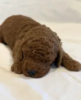 AKC Mini Boy, a male Poodle - Miniature  for sale in Cullman, AL – Photo 5 of 5