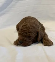 AKC Mini Boy, a male Poodle - Miniature  for sale in Cullman, AL – Photo 3 of 5