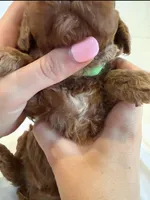 AKC Mini Boy, a male Poodle - Miniature  for sale in Cullman, AL – Photo 2 of 5