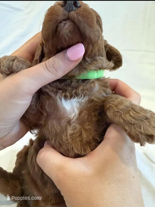 AKC Mini Boy – Poodle - Miniature  puppy for sale in Cullman, AL