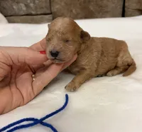 AKC Mini Poodle Boy, a male Poodle - Miniature  for sale in Cullman, AL – 3 of 4