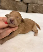 Miniature AKC Pink Collar, a female Poodle - Miniature  for sale in Cullman, AL – 6 of 6