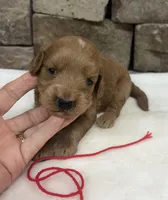 Mini F1b Red Collar, a female Miniature Goldendoodle for sale in Cullman, AL – 6 of 6