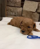 Micro Mini Blue Collar, a male Miniature Goldendoodle for sale in Cullman, AL – 2 of 3