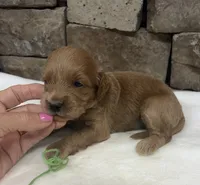 Mini F1b Green Collar, a female Miniature Goldendoodle for sale in Cullman, AL – 3 of 7