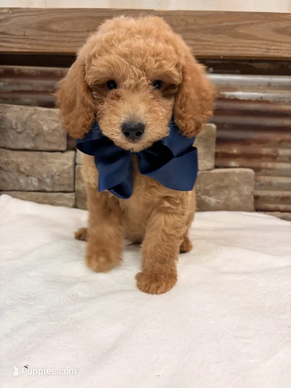 Mini F1b Blue Collar – Miniature Goldendoodle puppy for sale in Cullman, AL