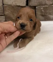 Mini F1b Pink Collar, a female Miniature Goldendoodle for sale in Cullman, AL – 3 of 4