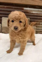 Mini girl , a female Poodle - Miniature  for sale in Cullman, AL – 4 of 5