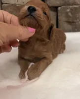 Mini F1b Pink Collar, a female Miniature Goldendoodle for sale in Cullman, AL – 2 of 4