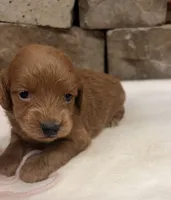 Mini F1b Pink Collar, a female Miniature Goldendoodle for sale in Cullman, AL – 4 of 4