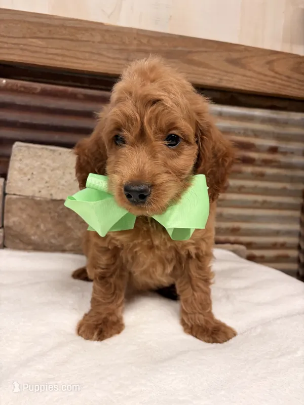 Mini F1b Green Collar – Miniature Goldendoodle puppy for sale in Cullman, AL