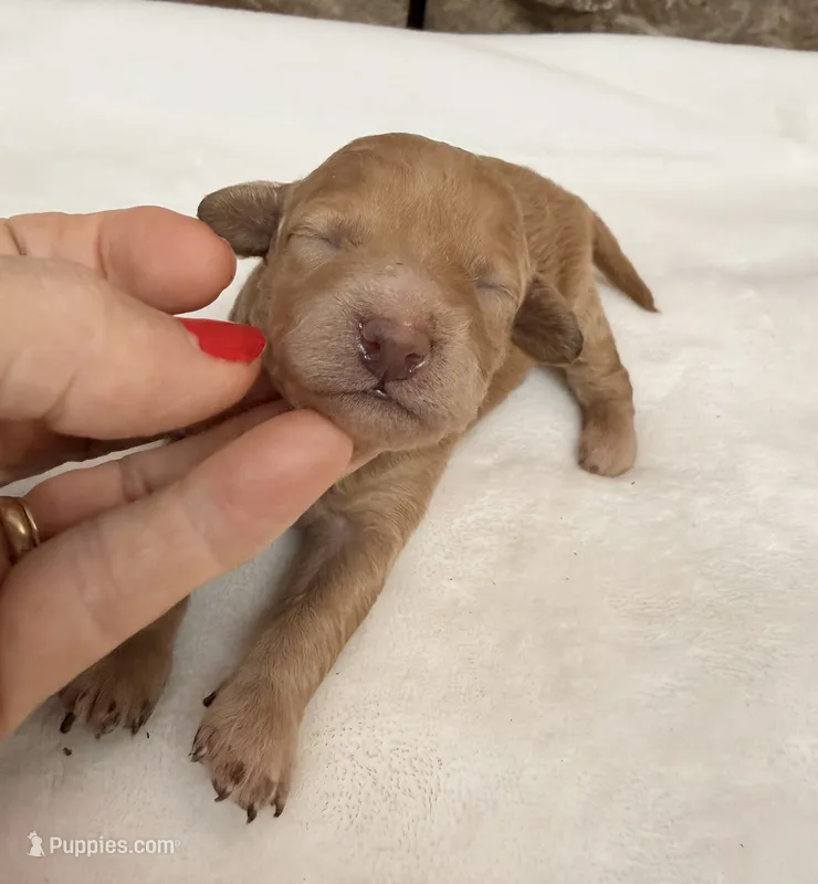 Miniature AKC Pink Collar – Poodle - Miniature  puppy for sale in Cullman, AL