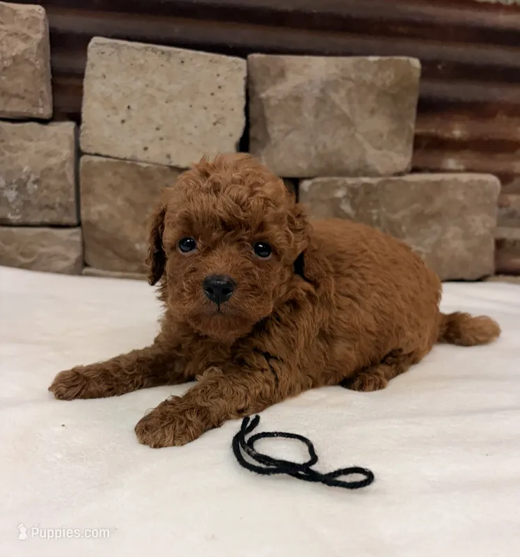Micro mini boy Black Collar – Miniature Goldendoodle puppy for sale in Cullman, AL