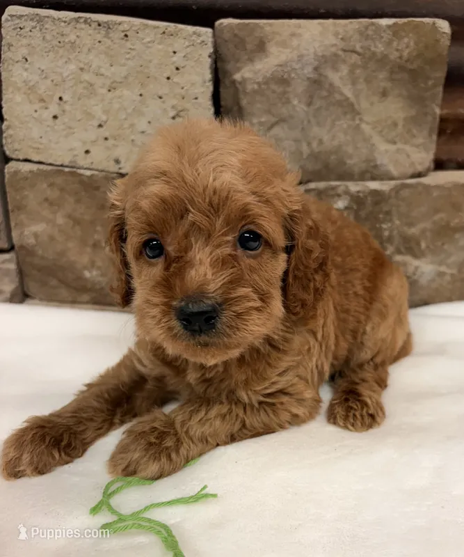 Mini F1b Green Collar – Miniature Goldendoodle puppy for sale in Cullman, AL
