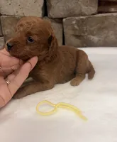 Mini F1b Yellow Collar, a female Miniature Goldendoodle for sale in Cullman, AL – 5 of 6