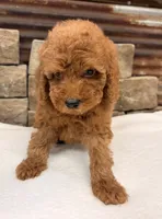 Mini boy, a male Miniature Goldendoodle for sale in Cullman, AL – 3 of 7