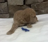 Mini F1b Blue Collar, a female Miniature Goldendoodle for sale in Cullman, AL – 1 of 5