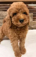 Mini boy, a male Miniature Goldendoodle for sale in Cullman, AL – 5 of 7