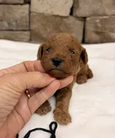 Micro mini boy Black Collar, a male Miniature Goldendoodle for sale in Cullman, AL – 3 of 3