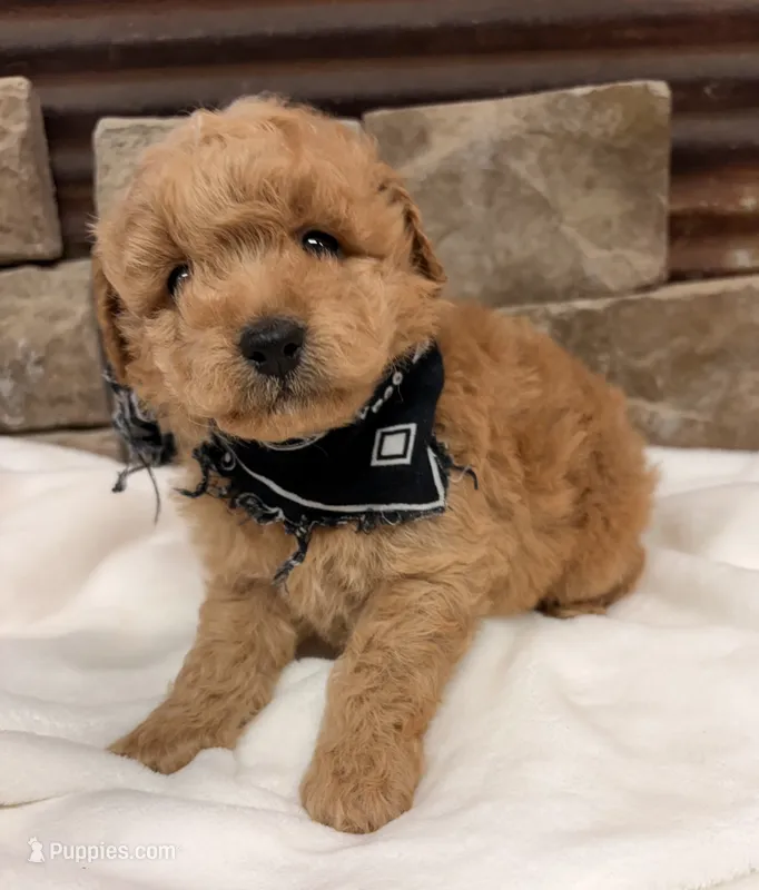 AKC Mini Boy Poodle – Poodle - Miniature  puppy for sale in Cullman, AL