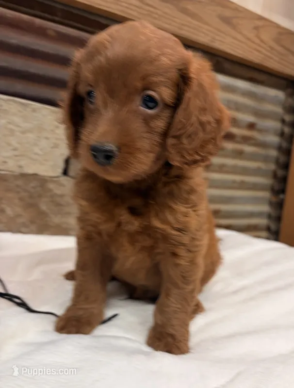 Mini F1b Black Collar – Miniature Goldendoodle puppy for sale in Cullman, AL