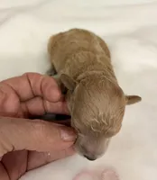 AKC mini girl Pink, a female Poodle - Miniature  for sale in Cullman, AL – Photo 1 of 6