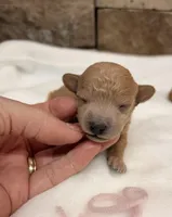 AKC mini girl Pink, a female Poodle - Miniature  for sale in Cullman, AL – Photo 2 of 6