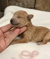 AKC mini girl Pink, a female Poodle - Miniature  for sale in Cullman, AL – Photo 3 of 6