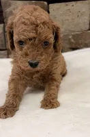 processed/9c2d9b38-5b78-48d5-ad42-e9ed0678fba7/listing/57d26a5a-4bcb-4909-bfda-faccf5df0ba4/ee6be410-31ed-436f-afdd-1106c4c9d116