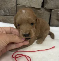 Mini F1b Red Collar, a female Miniature Goldendoodle for sale in Cullman, AL – 3 of 6