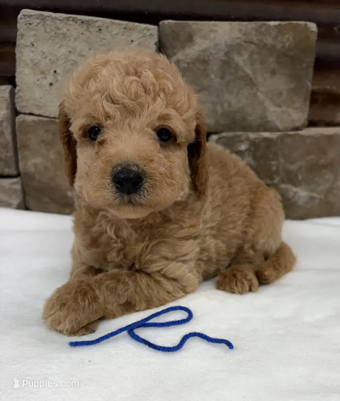 Mini F1b Blue Collar – Miniature Goldendoodle puppy for sale in Cullman, AL