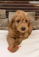 Mini Goldendoodle F1b, a male Miniature Goldendoodle for sale in Cullman, AL – 3 of 4