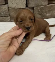 Mini F1b Purple Collar, a female Miniature Goldendoodle for sale in Cullman, AL – 1 of 4
