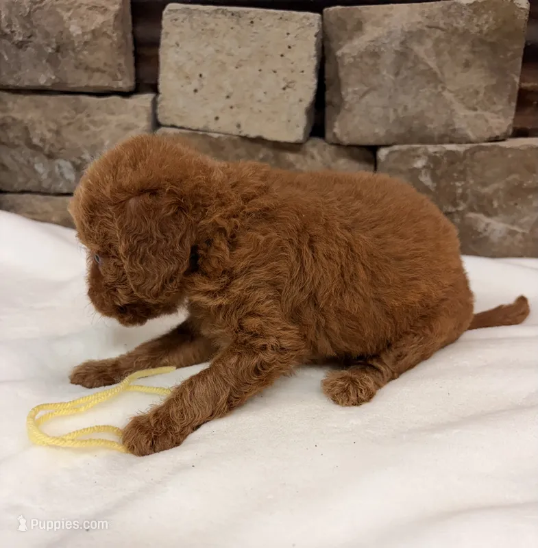 Mini F1b Yellow Collar – Miniature Goldendoodle puppy for sale in Cullman, AL