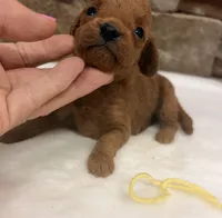 Mini F1b Yellow Collar, a female Miniature Goldendoodle for sale in Cullman, AL – 3 of 6