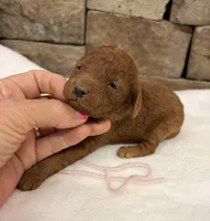 Mini Pink Girl, a female Miniature Goldendoodle for sale in Cullman, AL – Photo 5 of 6