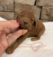 Mini Pink Girl, a female Miniature Goldendoodle for sale in Cullman, AL – Photo 6 of 6