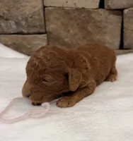 Mini Pink Girl, a female Miniature Goldendoodle for sale in Cullman, AL – Photo 2 of 6