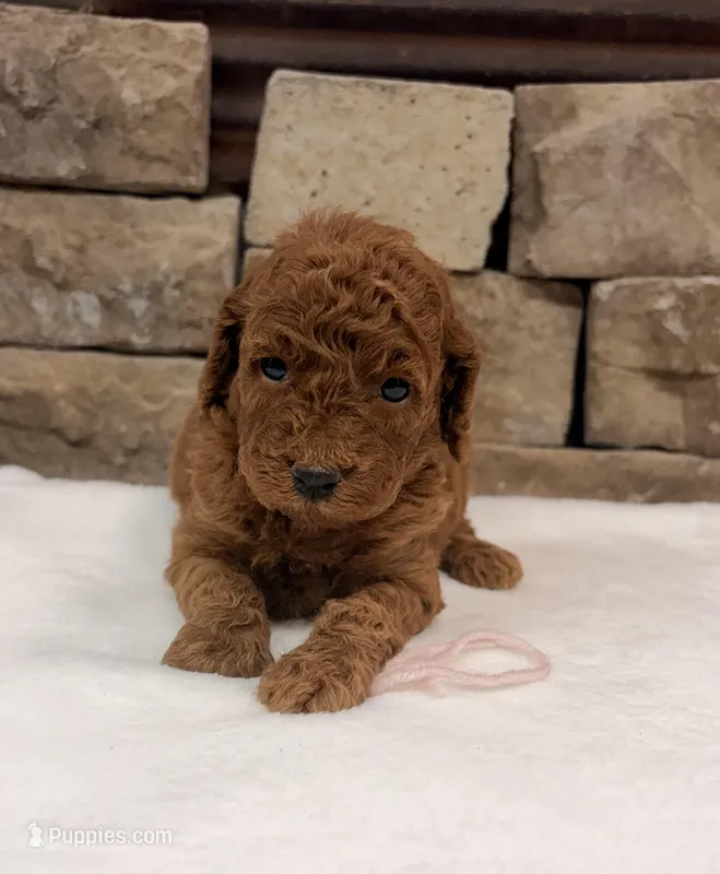 Mini Pink Girl – Miniature Goldendoodle puppy for sale in Cullman, AL