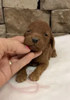 Mini Pink Girl, a female Miniature Goldendoodle for sale in Cullman, AL – Photo 4 of 6