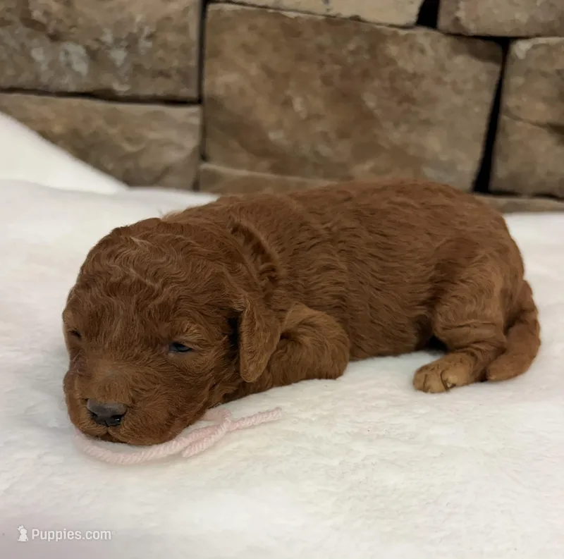 Mini Pink Girl – Miniature Goldendoodle puppy for sale in Cullman, AL