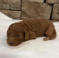 Mini Pink Girl, a female Miniature Goldendoodle for sale in Cullman, AL – Photo 1 of 6