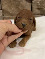 Mini Pink Girl, a female Miniature Goldendoodle for sale in Cullman, AL – Photo 3 of 6