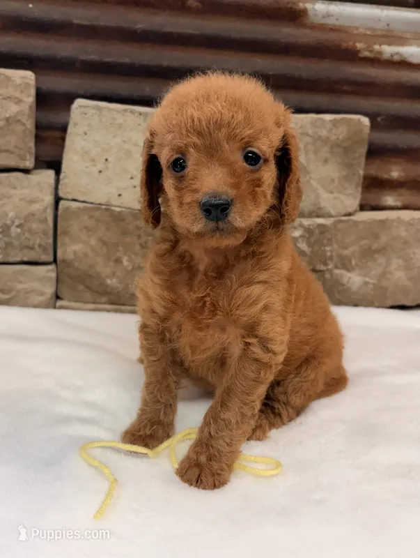 Mini F1b Yellow Collar – Miniature Goldendoodle puppy for sale in Cullman, AL