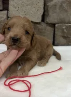 Mini F1b Red Collar, a female Miniature Goldendoodle for sale in Cullman, AL – 2 of 6
