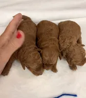 Micro boy, a male Miniature Goldendoodle for sale in Cullman, AL – 2 of 3